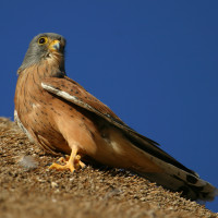 Rock Kestrel